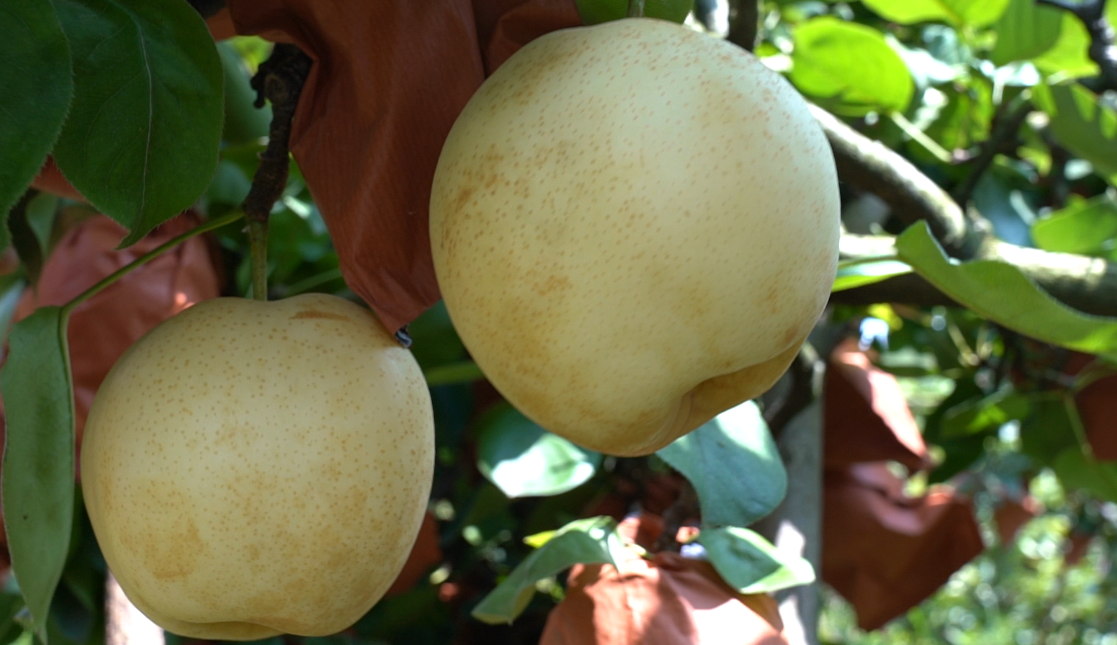 湖南中方县：多元产业富乡村