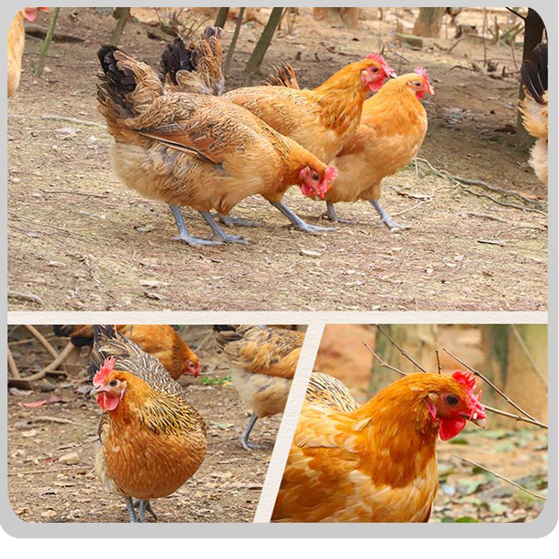 林上采果 林下养殖——邱丙远桃林养鸡走出生态致富路