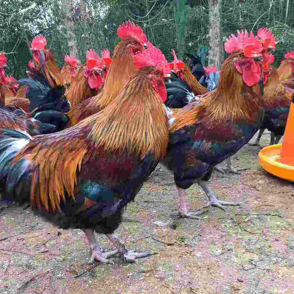 养殖场大公鸡啄了场长的眼中宝 场长提起棍子就给儿子报仇