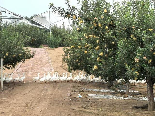 苏陕协作促消费 陕北好物进江苏