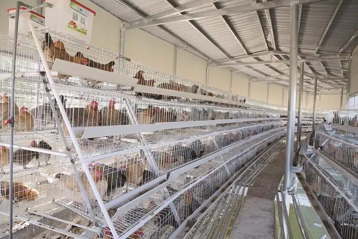 省草科院“川西北牦牛资源挖掘及高效养殖技术创新与应用”成果荣