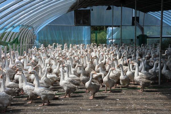 龙江森工集团柴河林业局有限公司“一只鹅”产业战略显成效