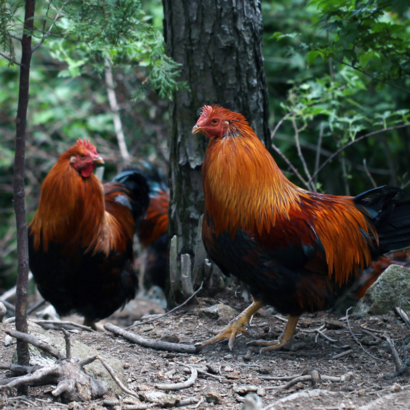 白羽鸡也有土鸡味？广东育成我国首个“黄羽血缘”小白鸡