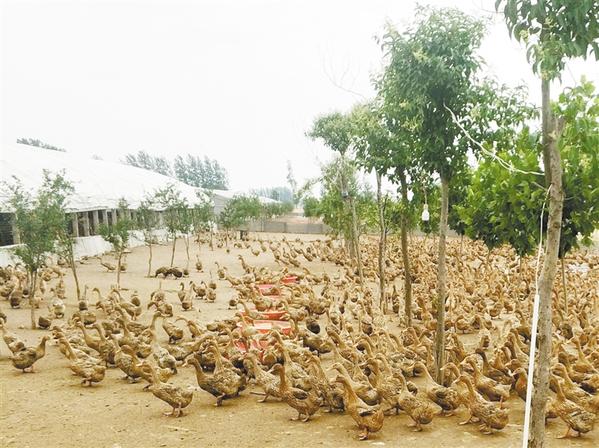 启东15万亩海水池塘“旧塘”爬“新蟹” 亩均净增收3500余