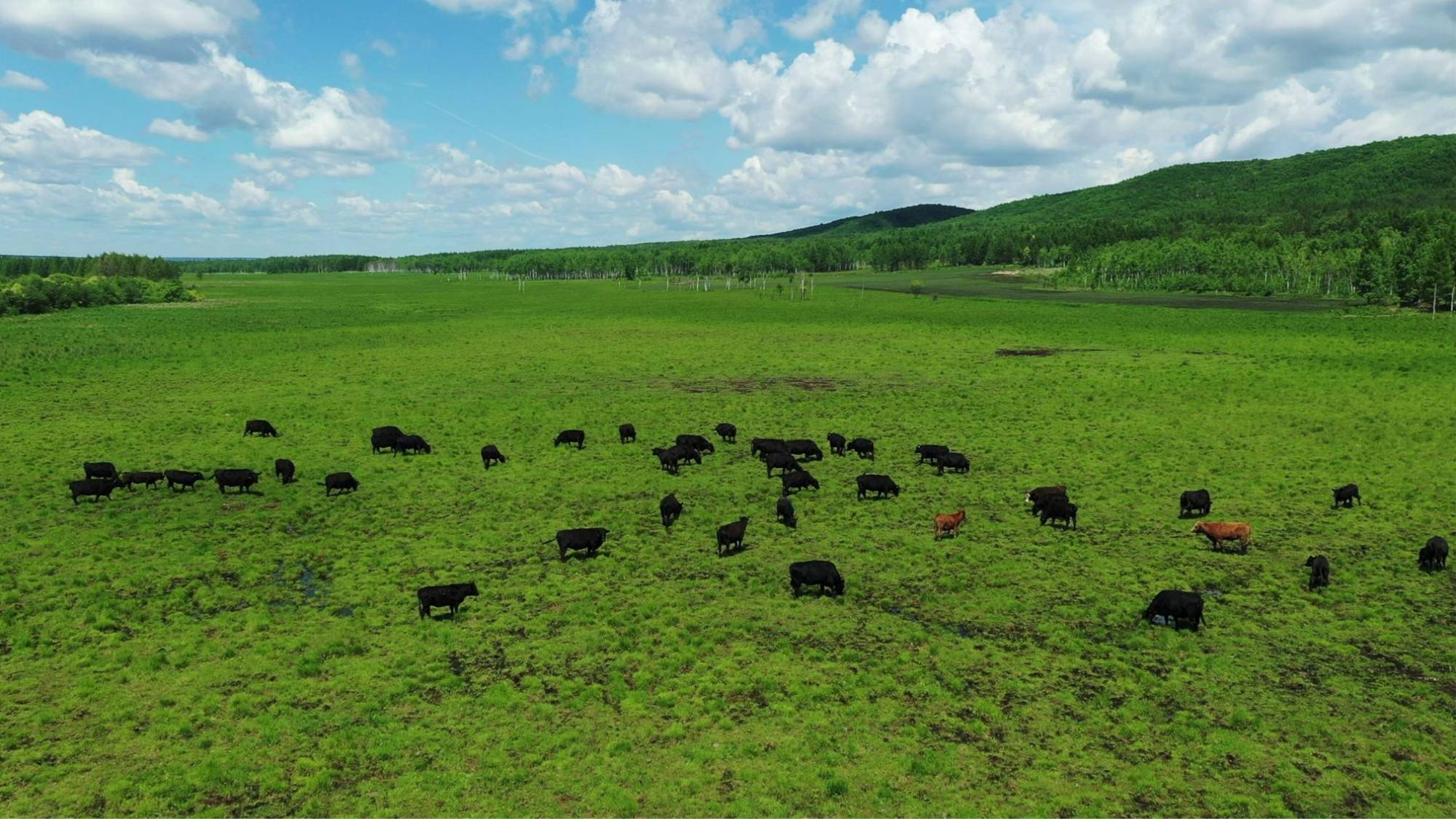 孙吴县走出一条全产业链布局的现代养殖业发展之路