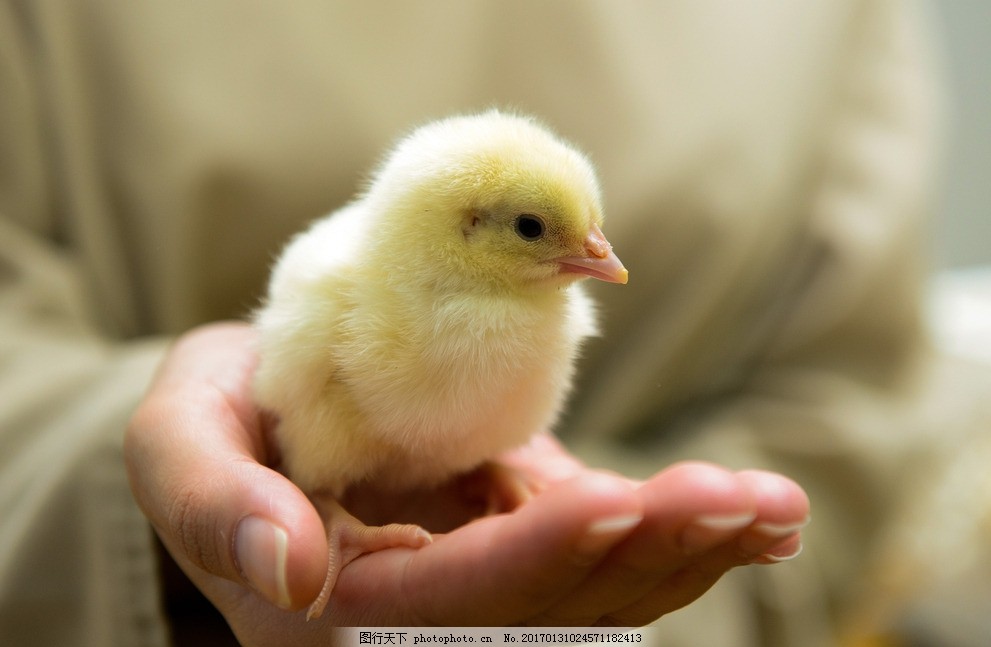 2016年第21周：《愤怒的小鸟