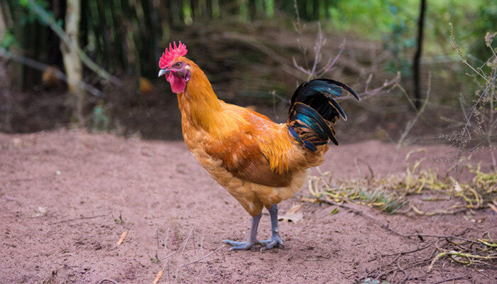 宰杀_标签_网易出品