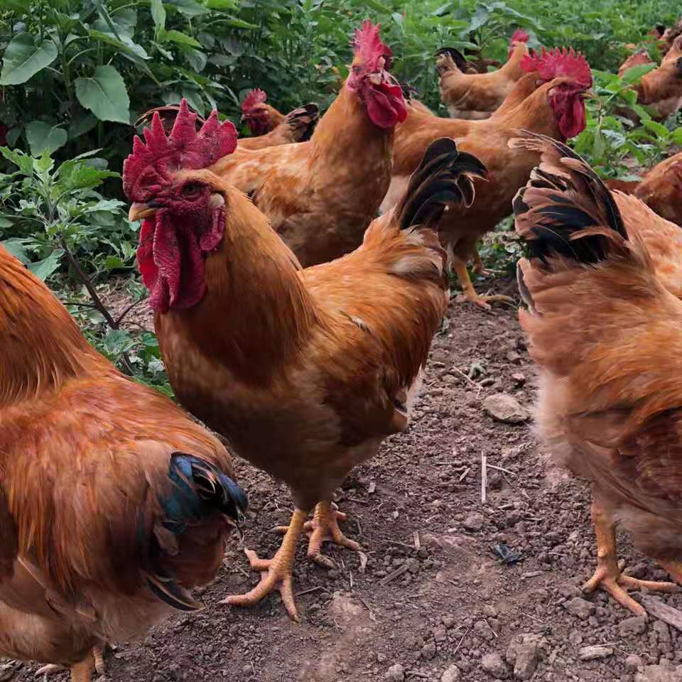 鸡最新资讯-快科技--科技改变未来