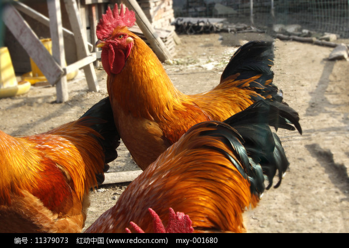 “暖心红公鸡”飞进农家院：西小召镇灾后复产唱响增收“金鸡报晓